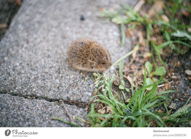 Erdmaus Stadt Straße Tier Wildtier Maus Fell 1 Tierjunges klein niedlich Microtus agrestis Fressen Gras Samen braun Farbfoto Außenaufnahme Menschenleer