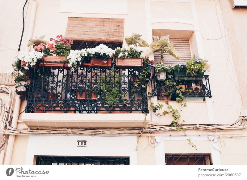 Balkonien Kleinstadt Stadt Hafenstadt Stadtzentrum Altstadt Häusliches Leben Balkonpflanze Blumenkasten Pflanze Rollo Valencia Spanien sommerlich südländisch