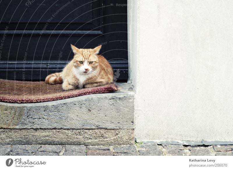 Mattenwärmer Gebäude Tür Tier Haustier Katze 1 Fußmatte beobachten liegen warten kuschlig niedlich Schutz Geborgenheit Tierliebe geduldig ruhig Farbfoto