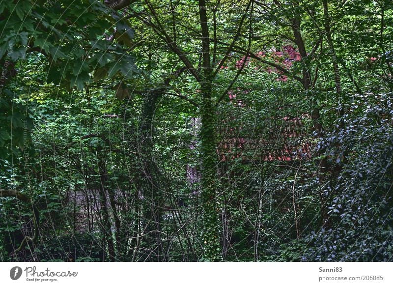 Grüne Hölle Natur Sommer Pflanze Baum Sträucher Efeu Grünpflanze Garten Park Wald Stadtrand Hütte Ruine alt frei natürlich schön wild braun grün Gefühle