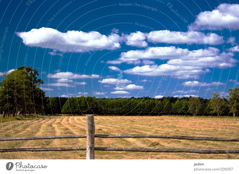 es ist sommer. Sommerurlaub Himmel Wolken Schönes Wetter Gras Wiese Duft heiß trocken blau gelb Natur Heu Heuernte Weide Zaun Zaunpfahl Außenaufnahme Holzzaun