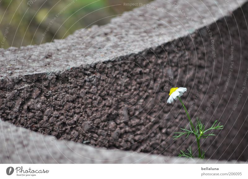 Kampfgeist Umwelt Natur Pflanze Sonnenlicht Sommer Blume Blüte Wildpflanze schön Kamille Kamillenblüten Stein Steinmauer einzeln 1 Isoliert (Position) Schutz