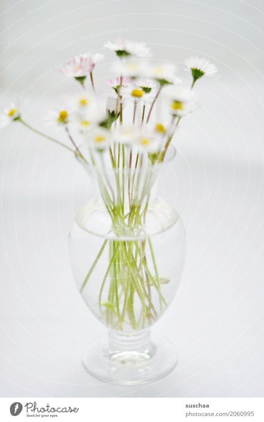 gänseblümchen Blume Gänseblümchen Blumenstrauß Vase Stengel Blüte Frühling Glas Wasser hell