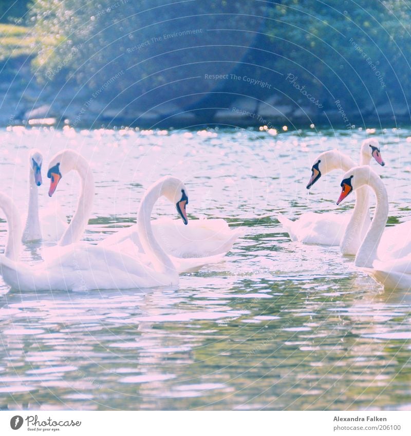 Mir schwant Schönes Tier Flussufer Schwan Tiergruppe Brunft ästhetisch Annäherung begegnen Blick Sommer sommerlich Liebe weiß Geborgenheit Farbfoto