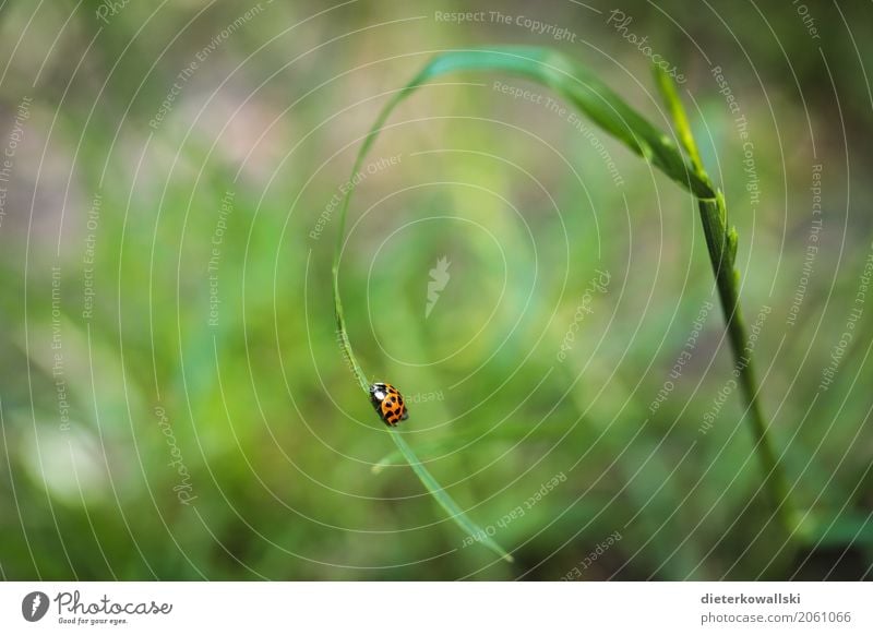 Marienkäfer Garten Umwelt Natur Landschaft Tier Gras Wiese Nutztier Käfer 1 Abenteuer Freiheit rot Punkt Halm grasgrün Farbfoto Außenaufnahme Nahaufnahme