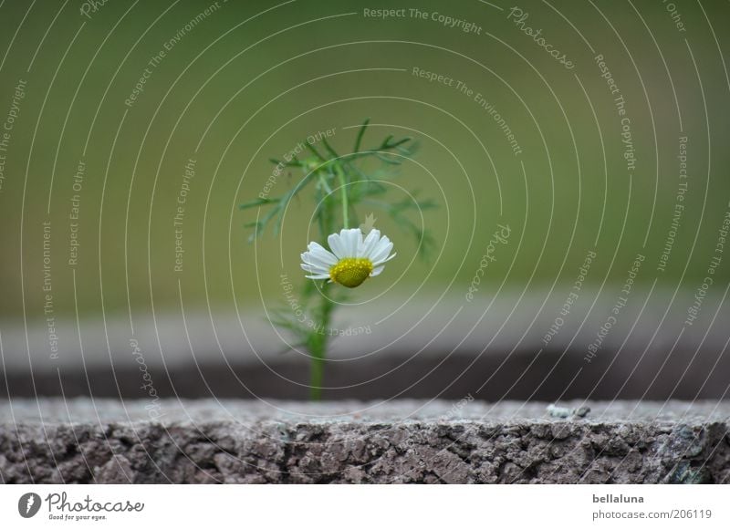 Laß den Kopf nicht hängen! Umwelt Natur Pflanze Sommer Klima Wetter Schönes Wetter Blume Blüte Wildpflanze schön Kamille Kamillenblüten Stein Steingarten