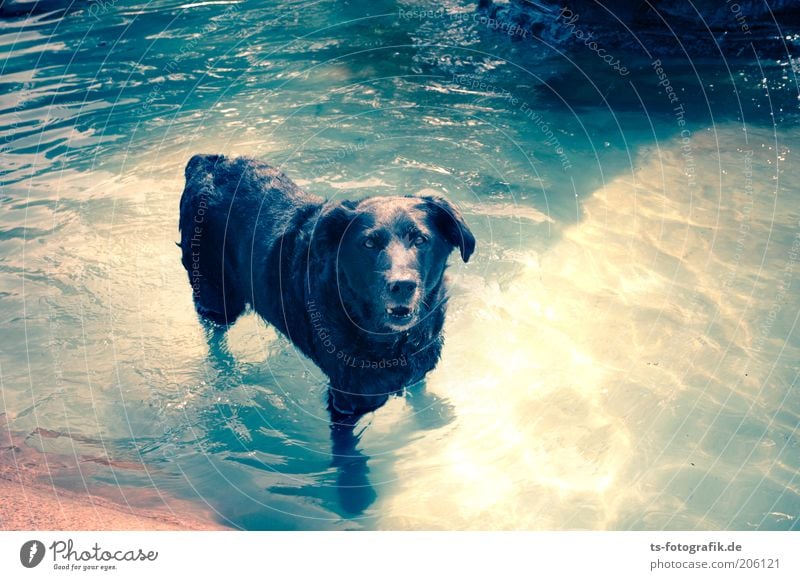 Hundstage Natur Urelemente Wasser Sommer Wetter Schönes Wetter Wärme Schwimmbad Brunnen Haustier 1 Tier Sommertag Juli August schwitzend Kühlung Erfrischung