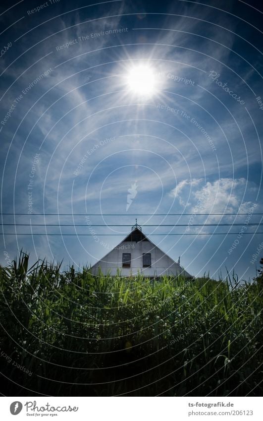 Der Maisgürtel Umwelt Natur Landschaft Himmel Wolken Schönes Wetter Wärme Pflanze Grünpflanze Nutzpflanze Maisfeld Feld USA Mittlerer Westen Haus