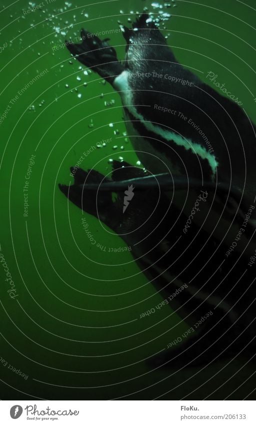 auf Tauchstation Wasser Tier Wildtier Vogel Flügel Zoo 2 Tierpaar tauchen grün schwarz Bewegung Pinguin Luftblase Streifen dreckig Farbfoto Innenaufnahme