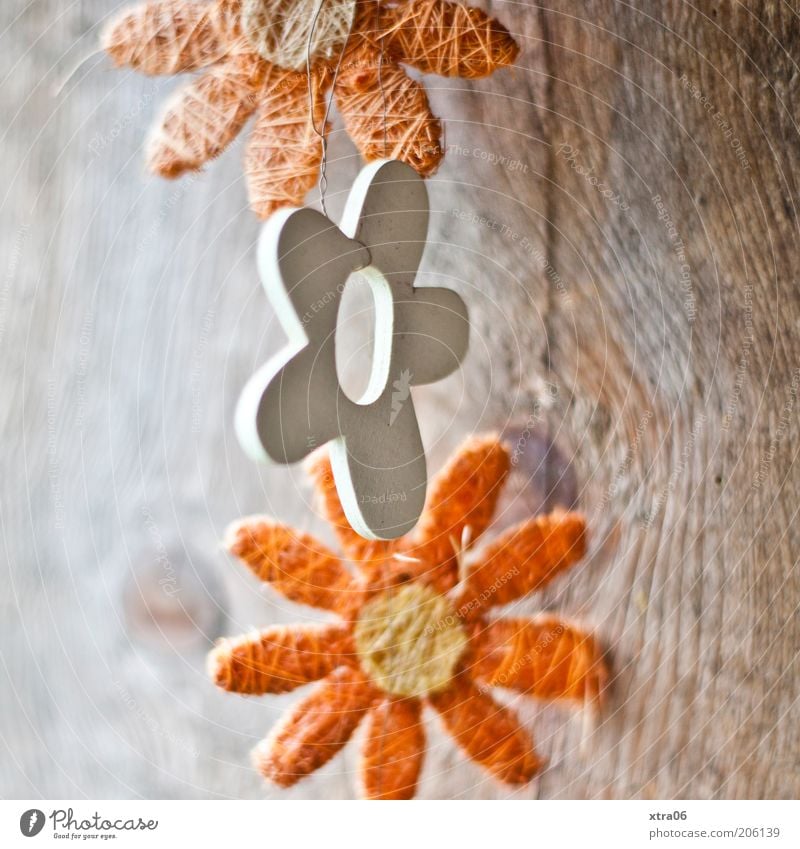 guten morgen-blümchen Holz natürlich Dekoration & Verzierung Blume orange Girlande Farbfoto Außenaufnahme Nahaufnahme Sonnenlicht Blüte Natur natürliche Farbe