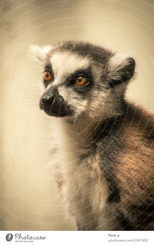 Bittere Wirklichkeit II Dresden Deutschland Europa Tier Wildtier Tiergesicht Fell Zoo 1 beobachten Denken Blick Neugier niedlich Sehnsucht Heimweh Stolz