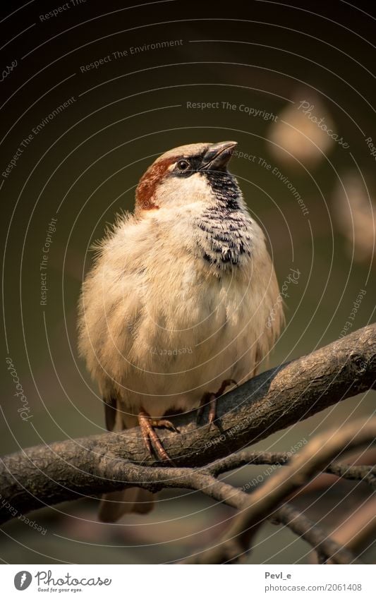 Flugbereit Zoo Natur Tier Wildtier Vogel Flügel Spatz 1 warten ästhetisch dick ruhig elegant Farbfoto Außenaufnahme Menschenleer Tag Zentralperspektive