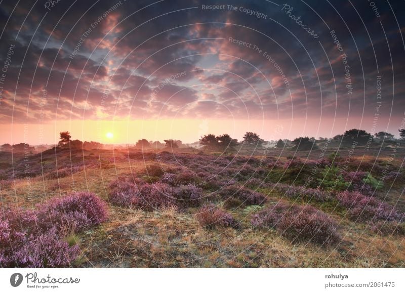 blühendes Heidekraut bei Sonnenaufgang im Sommer Natur Landschaft Himmel Wolken Sonnenuntergang Schönes Wetter Blume Blüte Wiese Hügel wild rosa Gelassenheit