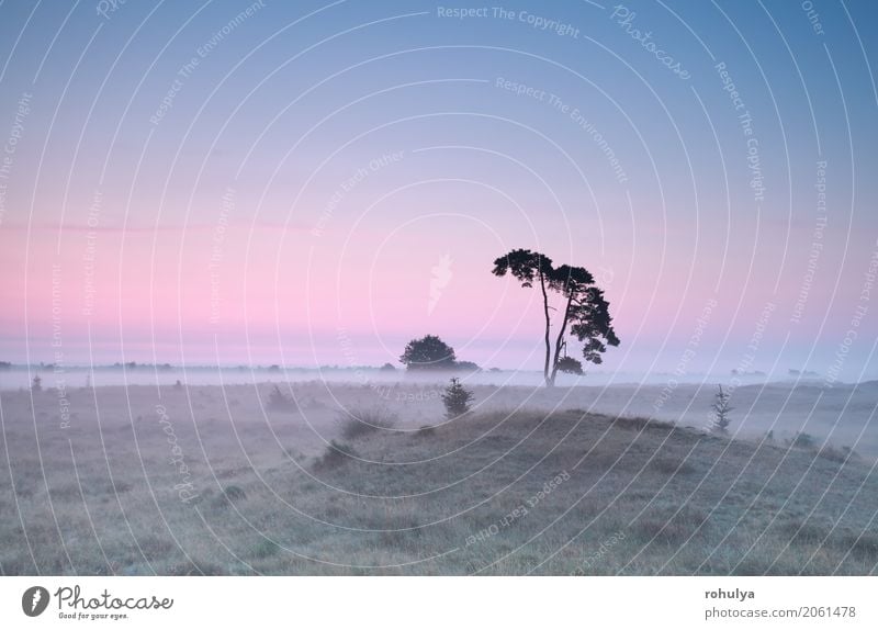 ruhiger nebligen Sonnenaufgang über Wiese mit Kiefer Natur Landschaft Himmel Sonnenuntergang Sommer Schönes Wetter Nebel Baum Hügel rosa Gelassenheit