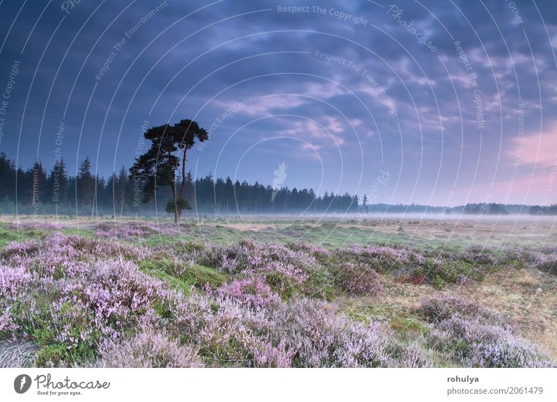 Rosa blühende Heidekraut bei Sommer Sonnenaufgang Natur Landschaft Pflanze Himmel Wolken Sonnenuntergang Schönes Wetter Nebel Baum Blume Blüte Wiese wild blau