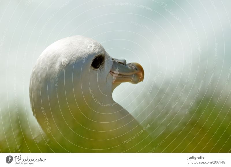 Island Umwelt Natur Pflanze Tier Gras Vogel Eissturmvogel 1 beobachten natürlich Idylle Farbfoto Tag Tierporträt Kopf Schnabel