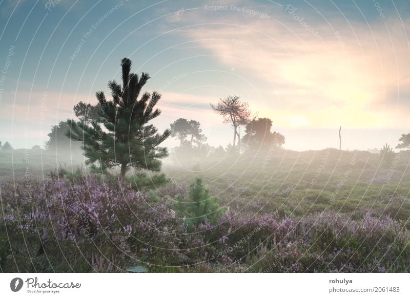 nebligen Sonnenaufgang und blühende Heide im Sommer Natur Landschaft Himmel Sonnenuntergang Sonnenlicht Nebel Baum Blume Blüte Wiese Hügel Blühend Gelassenheit