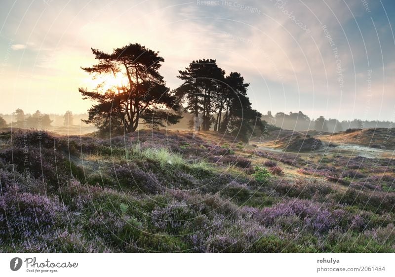 Kiefern und Heide blüht bei nebligen Sonnenaufgang Sommer Natur Landschaft Himmel Sonnenuntergang Schönes Wetter Nebel Baum Blume Blüte Wiese Hügel blau rosa