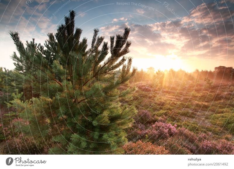 schöner goldener nebelhafter Sonnenaufgang hinter Kiefer Sommer Natur Landschaft Himmel Wolken Sonnenuntergang Schönes Wetter Nebel Baum Blume Wiese Wald wild