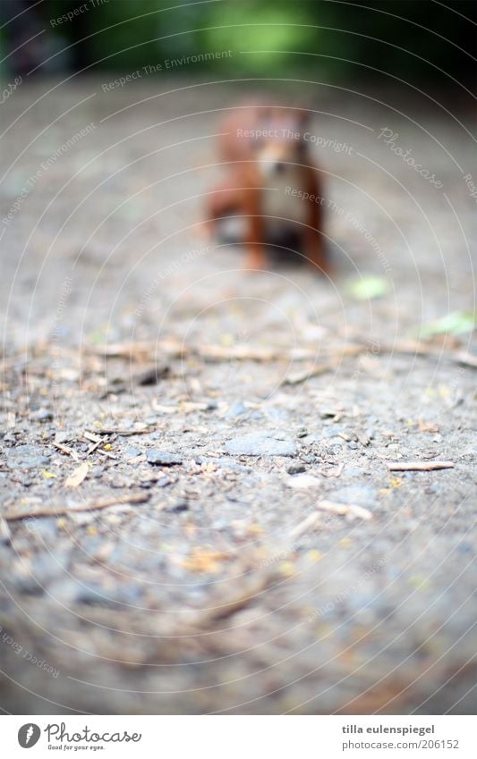 neulich ging ich ohne Brille aus dem Haus Ausflug Umwelt Natur Park Tier Wildtier Eichhörnchen 1 beobachten warten Neugier wild Interesse entdecken Sehvermögen