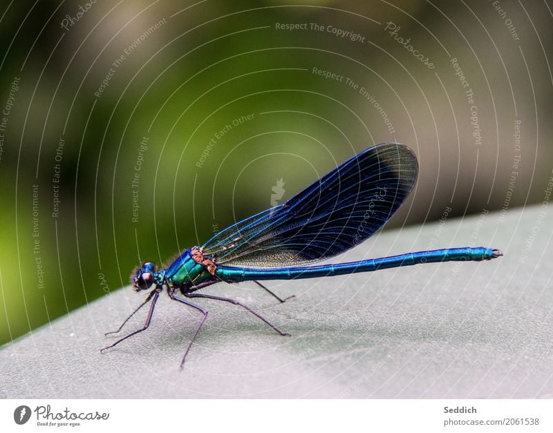 Prachtlibelle Tier Flügel Prachtlibellen 1 blau Farbfoto Außenaufnahme