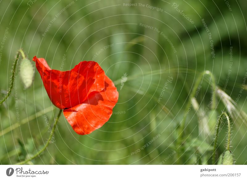 Leuchtkraft Umwelt Natur Landschaft Pflanze Urelemente Schönes Wetter Gras Blüte Mohn Mohnfeld Mohnblüte Kornfeld Getreidefeld Wiese Feld Gesundheit Glück wild