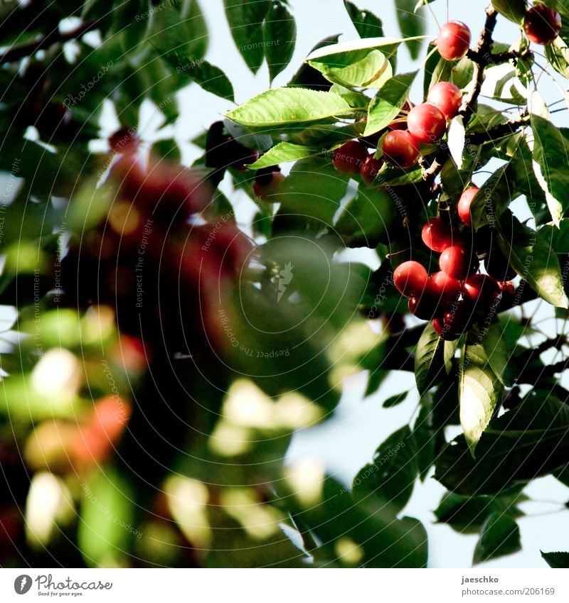 Steinfruchtbaumdetail Natur Sommer Baum Blatt saftig grün rot Kirsche süß Kirschbaum reif Frucht Obstbaum Farbfoto Außenaufnahme Nahaufnahme Detailaufnahme