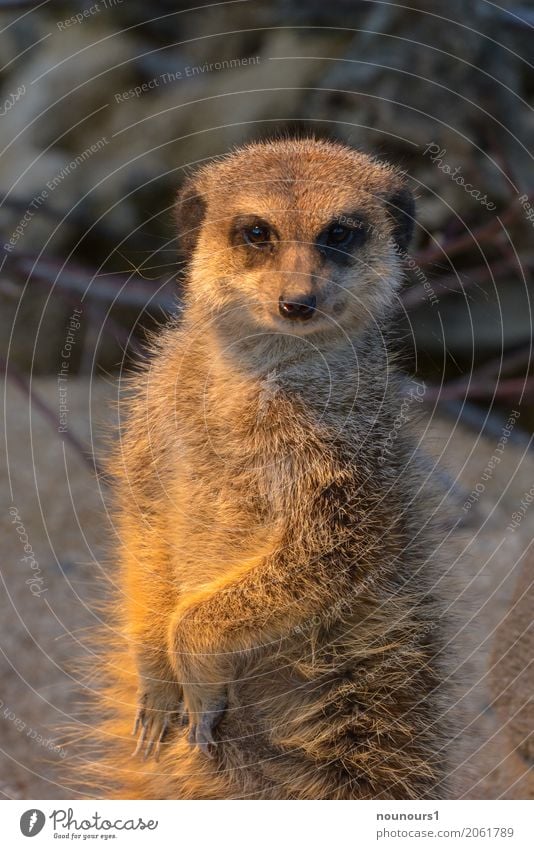 was guckst du Tier Wildtier Erdmännchen 1 hocken Blick lustig natürlich Neugier Originalität klug braun Sicherheit Schutz Geborgenheit friedlich Interesse