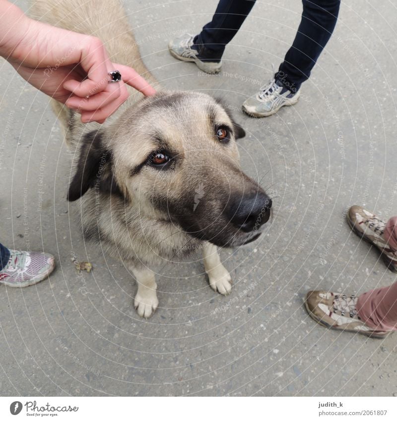 hello dog 03 Mensch Hand Fuß Menschengruppe Schuhe Tier Haustier Hund Fell Streichelzoo 1 berühren genießen Liebe Blick Spielen Glück kuschlig Neugier niedlich