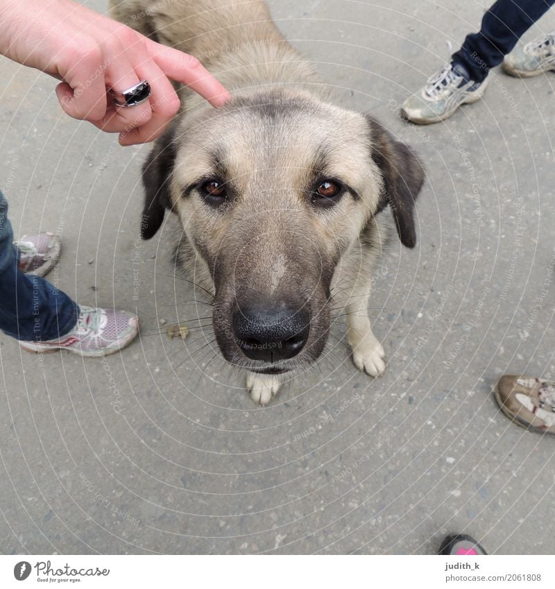 hello dog 02 Mensch Hand Fuß Menschengruppe Schuhe Tier Haustier Hund Fell Streichelzoo 1 berühren genießen Liebe Blick Spielen frech Glück kuschlig Neugier