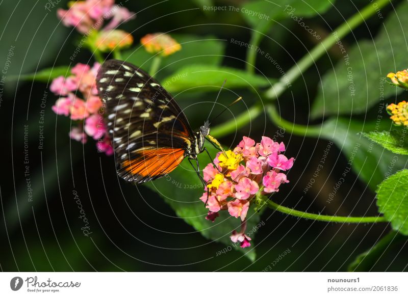 leichtigkeit Natur Pflanze Tier Blume Blatt Blüte Wildtier Schmetterling Flügel Zoo 1 Fressen hängen schaukeln sitzen trinken exotisch natürlich braun