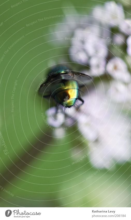 Primäre Geschlechtsteile Pflanze Tier Luft Frühling Sommer Blume Blüte Wildtier Fliege 1 Duft entdecken fliegen authentisch frei glänzend klein wild gold grün