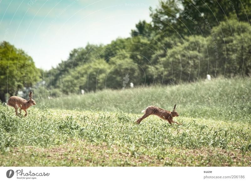 Hüpfen vor Freude Spielen Umwelt Natur Landschaft Pflanze Tier Urelemente Sommer Schönes Wetter Gras Wiese Feld Wege & Pfade Wildtier 2 Tierpaar rennen laufen