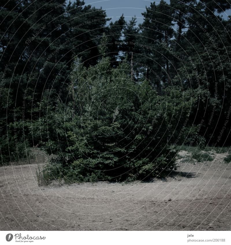 buschland Natur Pflanze Baum Sträucher Grünpflanze Wald dunkel Farbfoto Gedeckte Farben Außenaufnahme Menschenleer Textfreiraum unten Tag Waldlichtung