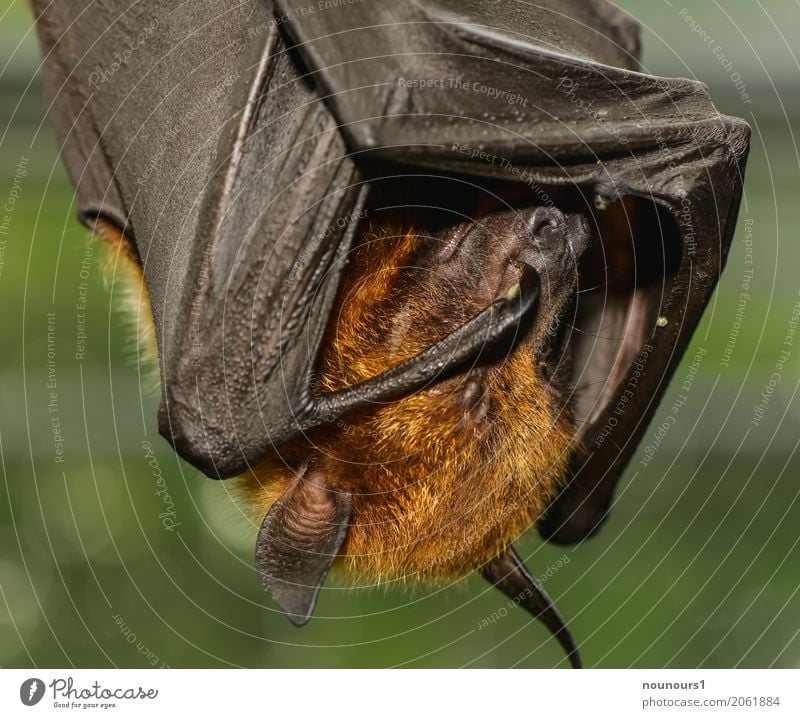 schläfrig Tier Wildtier Flugfuchs 1 atmen Erholung hängen schlafen schön lustig nah braun grün Müdigkeit Farbfoto Innenaufnahme Nahaufnahme Tag