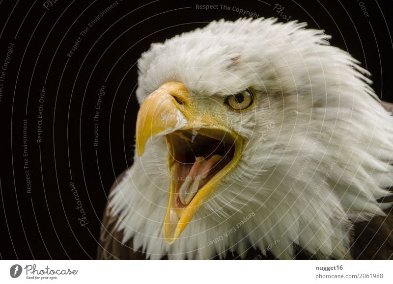 Weißkopfseeadler Umwelt Natur Tier Frühling Sommer Wildtier Vogel Tiergesicht Flügel Zoo 1 beobachten Aggression ästhetisch außergewöhnlich bedrohlich nah wild