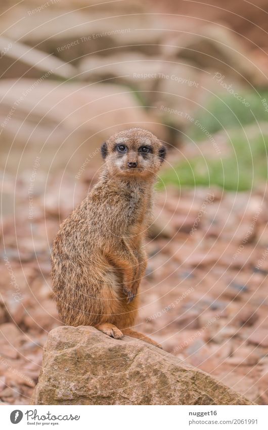 Erdmännchen Natur Tier Sand Schönes Wetter Felsen Wildtier Tiergesicht Fell Krallen Pfote Zoo 1 beobachten hocken ästhetisch exotisch frech Freundlichkeit