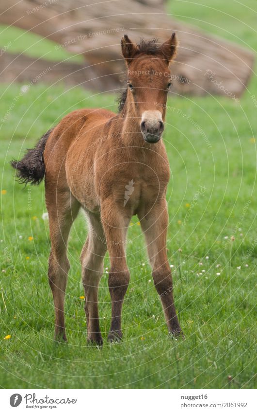 Przewalskifohlen Frühling Sommer Herbst Schönes Wetter Baum Gras Wiese Tier Wildtier Pferd Tiergesicht Zoo Streichelzoo 1 Tierjunges beobachten ästhetisch