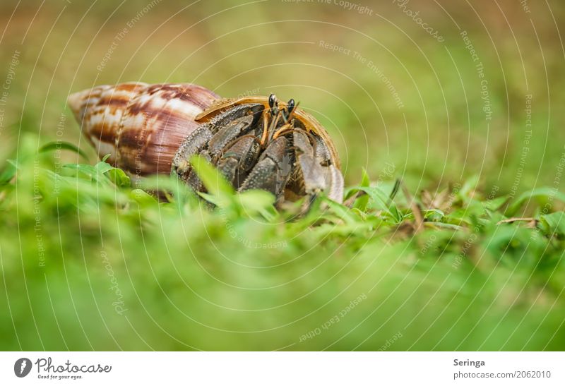 Hausbesetzer Natur Pflanze Tier Wasser Gras Küste Strand Wildtier Schnecke Muschel Tiergesicht 1 krabbeln Einsiedlerkrebs Krebstier Schneckenhaus Farbfoto