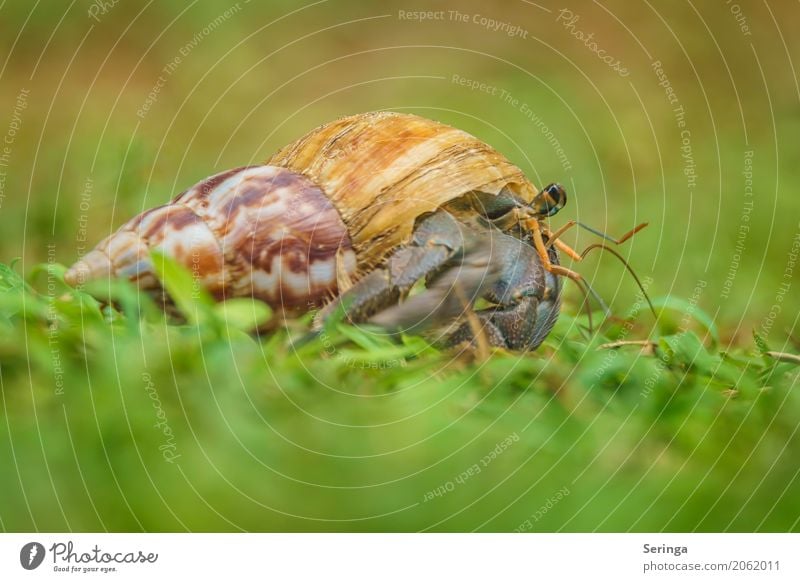 Einsiedlerkrebs mit Eigenheim Natur Pflanze Tier Gras Wildtier Muschel Tiergesicht 1 krabbeln Krebstier Farbfoto mehrfarbig Außenaufnahme Nahaufnahme