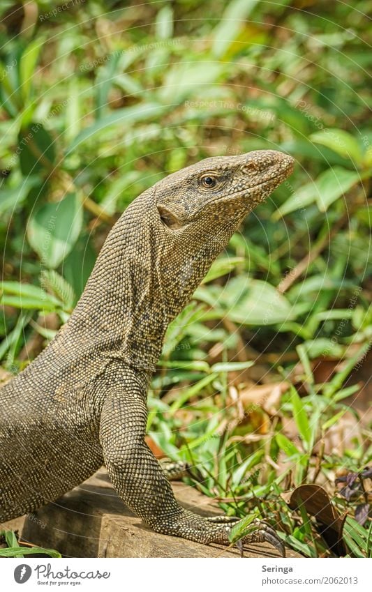 Landwaran Tier Wildtier Tiergesicht Krallen Fährte 1 Fressen Warane Echsen Farbfoto mehrfarbig Außenaufnahme Detailaufnahme Menschenleer Textfreiraum oben Tag