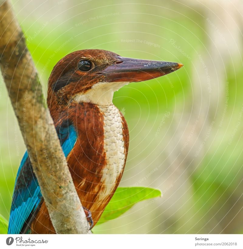 Braunliest, Blauer Eisvogel Umwelt Natur Pflanze Tier Baum Garten Park Wald Urwald Seeufer Flussufer Bach Wildtier Vogel Tiergesicht 1 fliegen Eisvögel Schnabel