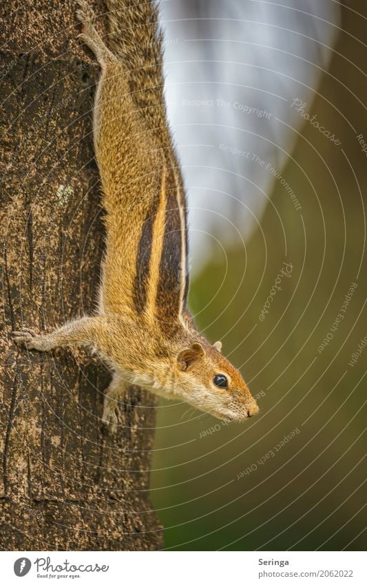 Streifenhörnchen kopfüber Baum Tier Wildtier Tiergesicht Krallen Fährte 1 hängen Farbfoto mehrfarbig Außenaufnahme Detailaufnahme Menschenleer