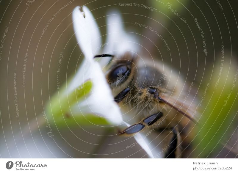 Bee careful! Umwelt Natur Tier Sommer Pflanze Blume Blüte Wildpflanze Biene arbeitend fleißig Sammlung Fühler weiß Insekt Facettenauge Nektar Honig Honigbiene