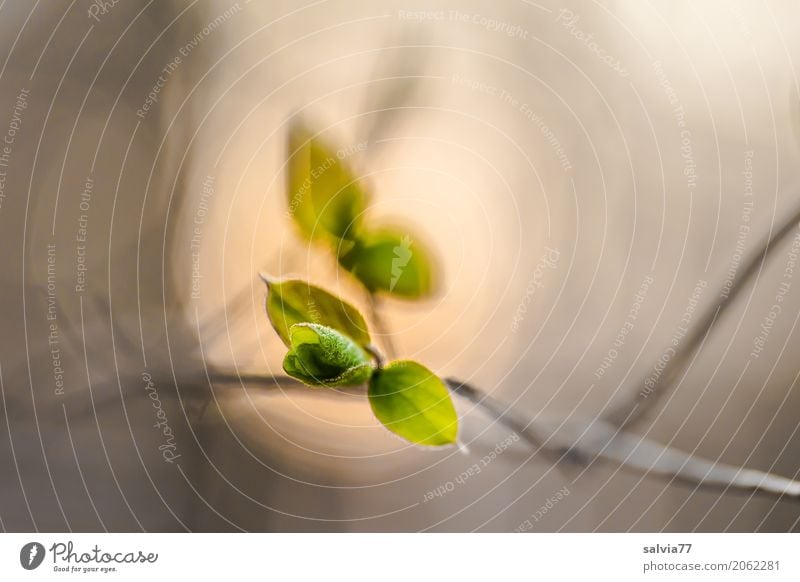 Entfaltung Natur Pflanze Frühling Sträucher Blatt Wildpflanze Zweig Wald Wachstum positiv braun grau grün Beginn ästhetisch Hoffnung Leben Stimmung