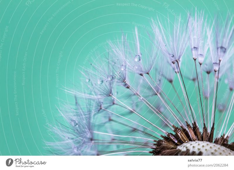 Taufänger Natur Landschaft Wassertropfen Frühling Pflanze Blume Blüte Samen Löwenzahn Garten grau türkis Schutz Hoffnung Beginn Partnerschaft Design einzigartig