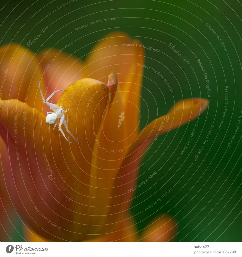 Bienchen pass auf! Natur Pflanze Tier Frühling Tulpe Blüte Garten Spinne 1 Blühend Duft warten grün orange geduldig ästhetisch Entschlossenheit bedrohlich