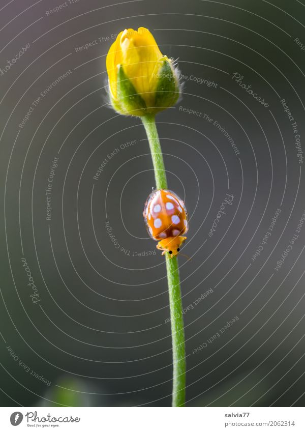 Feierabend Natur Pflanze Tier Frühling Blume Blüte Wildpflanze Hahnenfuß Garten Käfer Marienkäfer Insekt 1 krabbeln gelb grau grün orange Design Duft