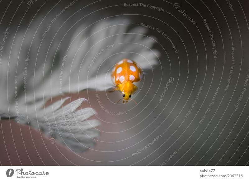 oops Natur Pflanze Blatt Wildpflanze Käfer Tiergesicht Insekt Marienkäfer 1 krabbeln ästhetisch außergewöhnlich klein niedlich oben schön weich grau orange