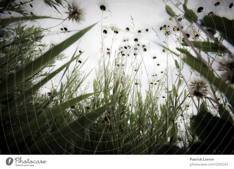 Liebling, ich habe die Kinder geschrumpft Umwelt Natur Landschaft Pflanze Sommer Schönes Wetter Park Wiese hocken Gras Blüte Kontrolle beobachten klein